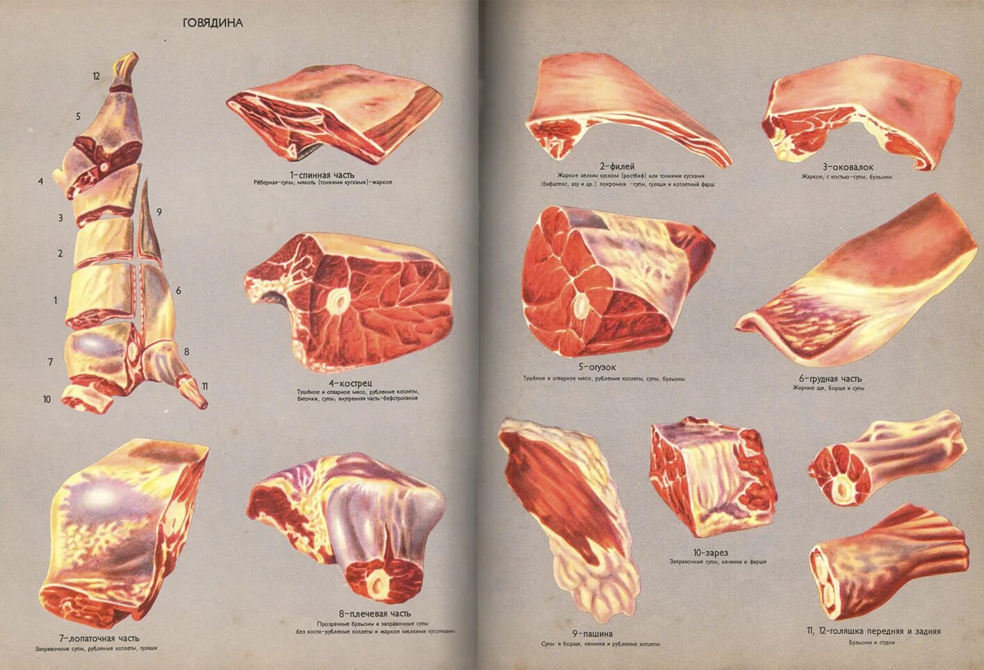 Вырезка шеи. Части свинины кострец. Части туши свиньи кострец. Говядина части туши оковалок. Мясо говядина части в разрубе.