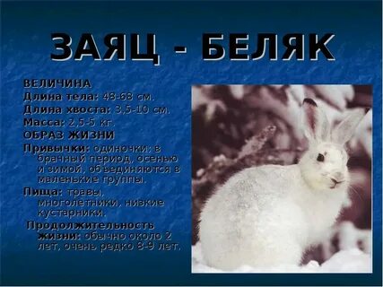 Описание зайца 1 класс окружающий мир