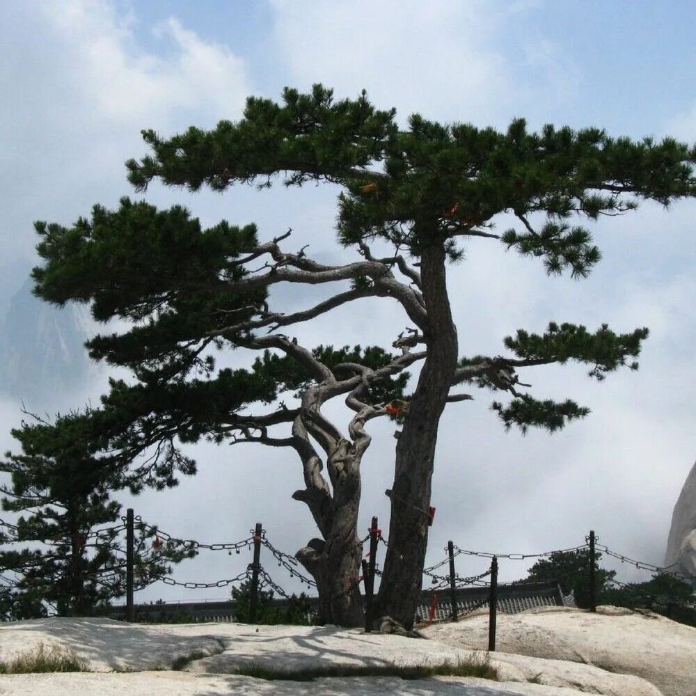 Сосна символ чего. Хуаншань сосна бонсай. pinus tabuliformis. сосна слоистая китайская. сосна красная китайская.