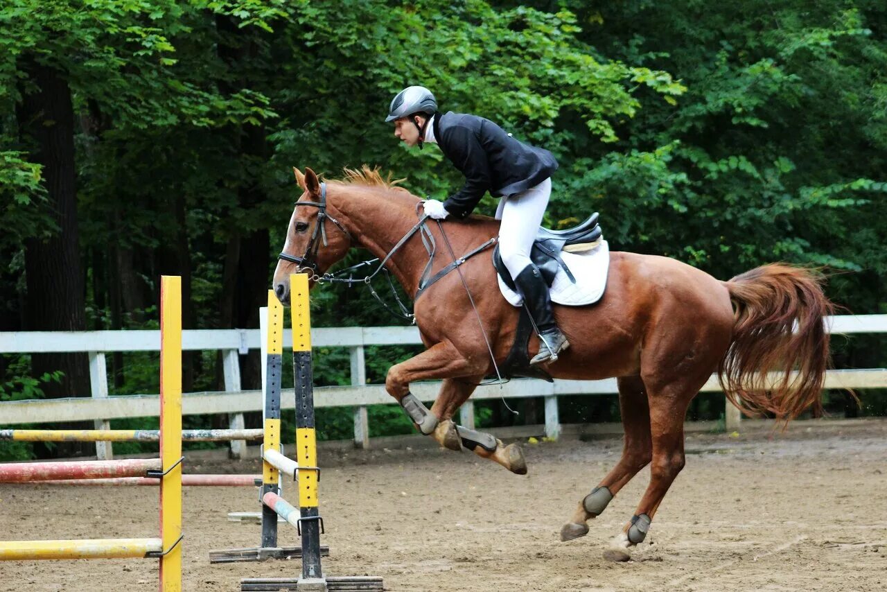 Horse moscow. КСК Ахиллес. Конно-спортивный клуб Ахиллес, Москва, 1-я Останкинская улица. Конный клуб Ахиллес. КСК Ахиллес на ВДНХ.