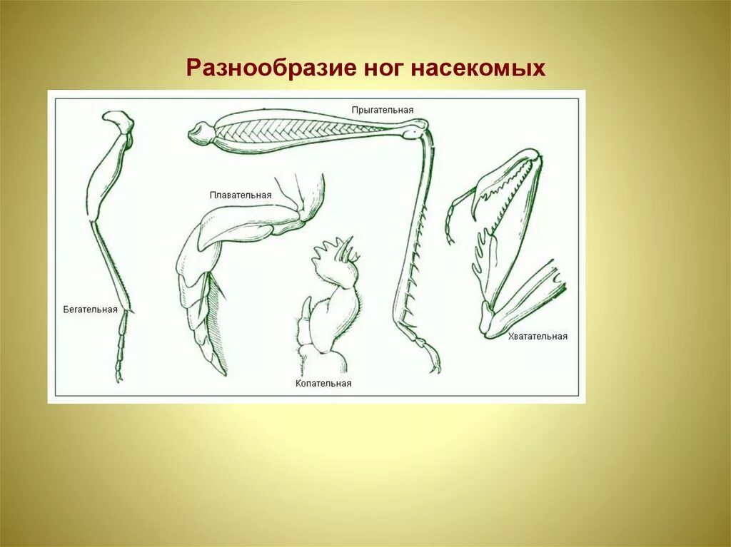 Конечности насекомых. Типы конечностей насекомых. Строение конечностей насекомых. Ходильные конечности насекомых. Конечности беспозвоночных