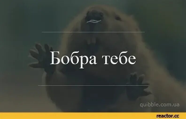 Текст песни бобра. Бобра тебе. Бобры надпись. Держи бобра. Всем добра бобра.