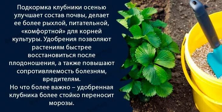 Можно подкормить клубнику золой весной. Подкормка клубники. Удобрение для клубники. Корневая подкормка клубники.