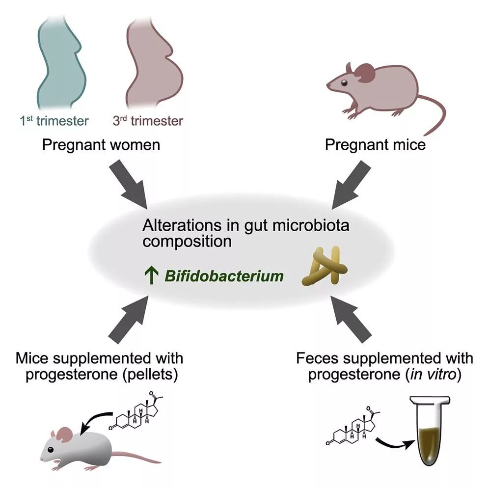 Моча на степень бактериурии что это. Стафилококк сапрофитикус. Бактерии у беременных. Бактерии у беременных. Бактериурия.