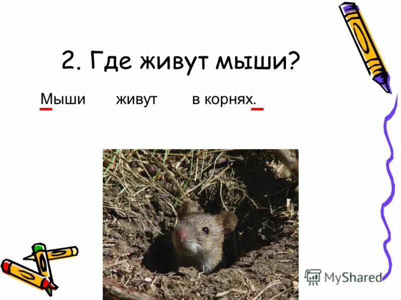 Норка мыши полевки. Гнездо мыши полевки. Курганчиковая мышь. Крыса дикая. Домовые мыши.