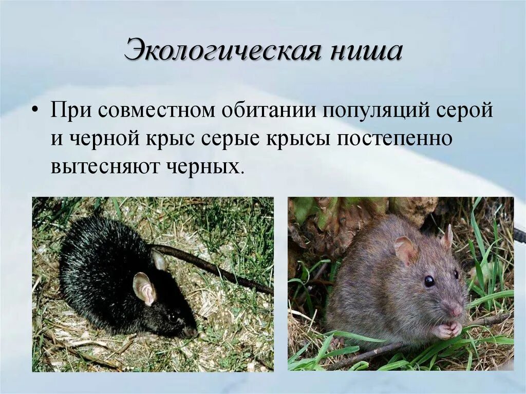 Серая и черная крысы. Экологическая ниша. Серая и черная крыса конкуренция. Черная крыса и серая крыса. Вытеснение черной крысы серой крысой