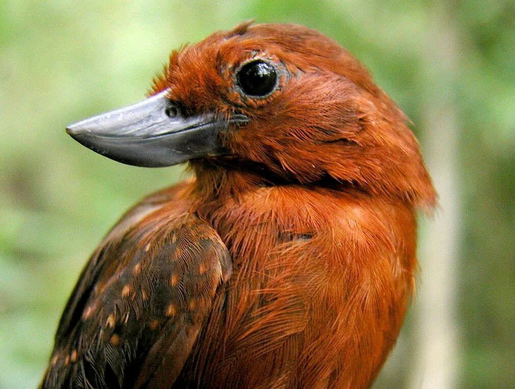 Маленькая рыжая птичка. Рыжая птица. Удивительные птицы. Редкие птицы. Самые необычные птицы.