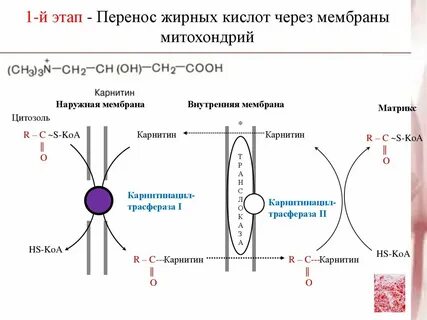 Жир через