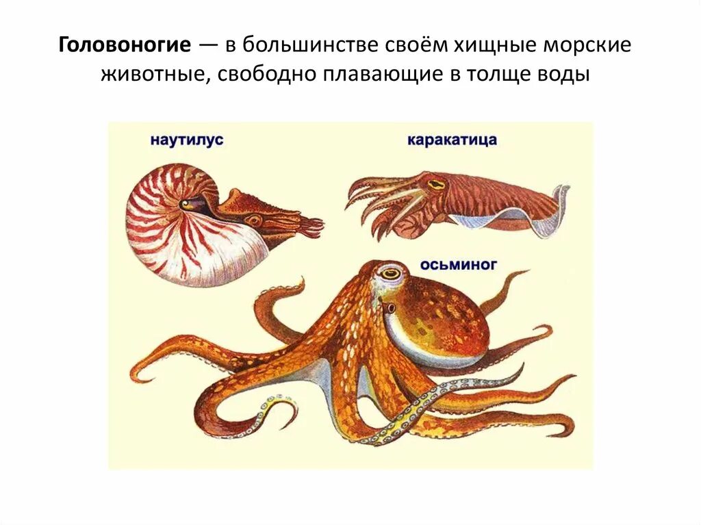Каким животным относят моллюсков