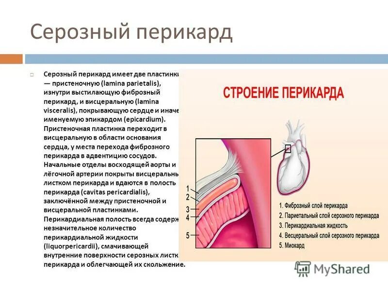 Скопление воздуха в перикарде латынь. Строение перикарда. Пластинка серозного перикарда.