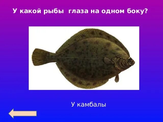 Глаза на белом фоне. Косоглазие фото. Гетерохромия радужки. Фото двух глаз на весь экран. Косоглазие у взрослых.