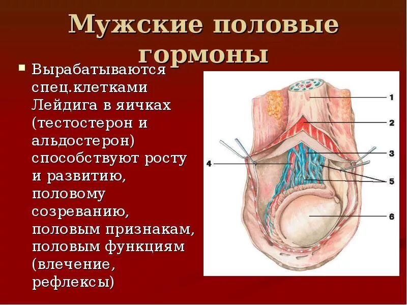 Гипоталамо-гипофизарные яичек. Тестостерон гормон железы. Тестостерон в яичках. Схема гормональной регуляции секреции тестостерона. Ось гипоталамус-гипофиз-яички.