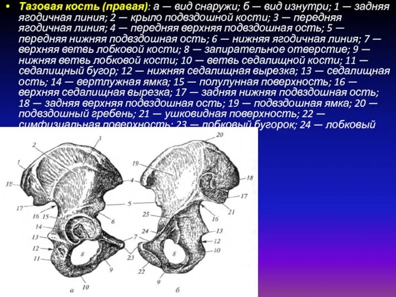 Линия подвздошной кости. Тазовая кость правая вид изнутри. Тазовая кость правая вид снаружи. Тазовая кость строение вид снаружи. Строение тазовой кости вид изнутри.
