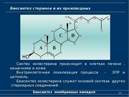 Липиды хлорофилл рнк