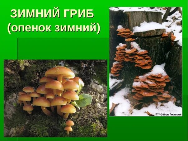 Зимние опята фото как отличить Чем отличаются летние и осенние опята