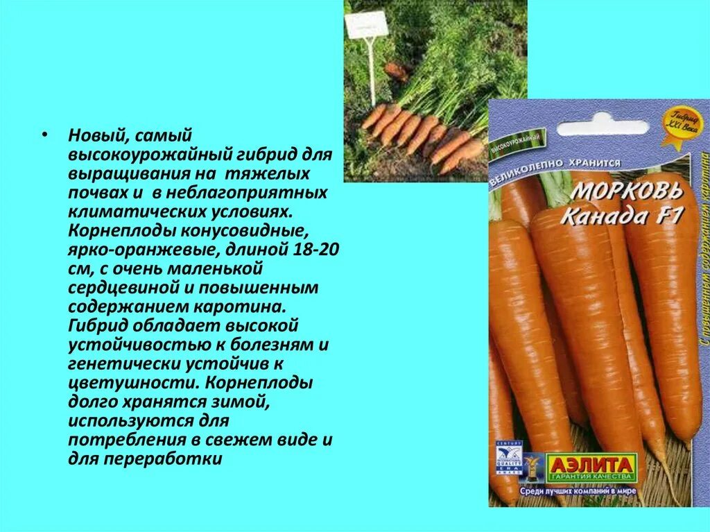 Масса выращенной моркови в 3 раза. Морковь для презентации. Условия выращивания моркови. Условия произрастания моркови. Морковь посева корнеплоды.