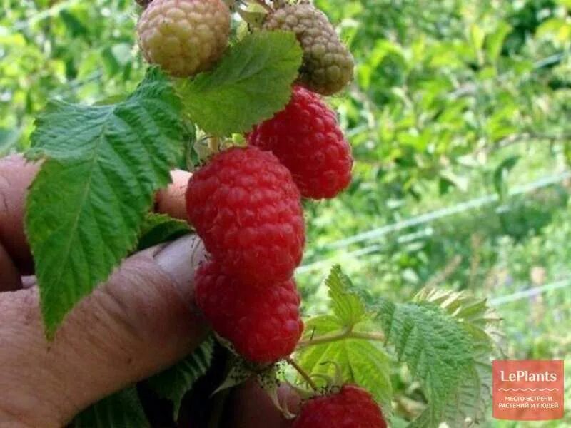 Сорт малины посадка и уход