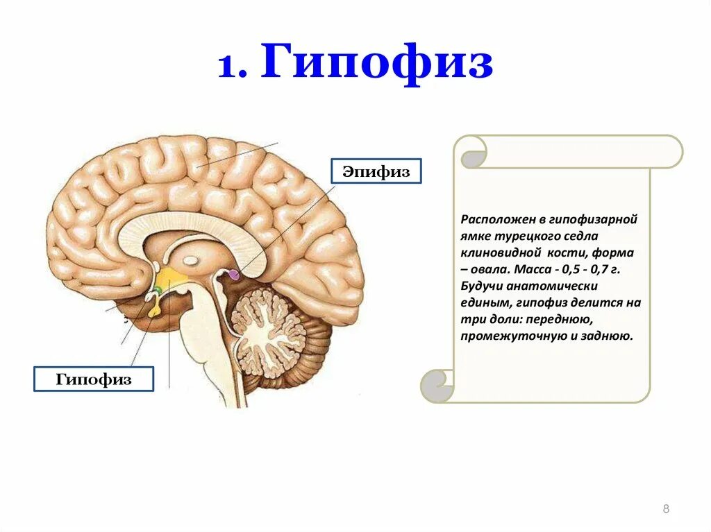 Гипоталамус гипофиз эпифиз. Промежуточный мозг гипофиз эпифиз. Мозг гипофиз эпифиз гипоталамуса. Гипоталамус, гипофиз и шишковидное тело.