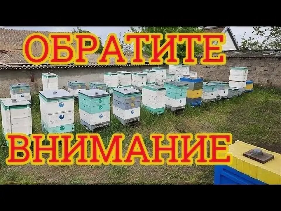 Пчелы 1 разбор