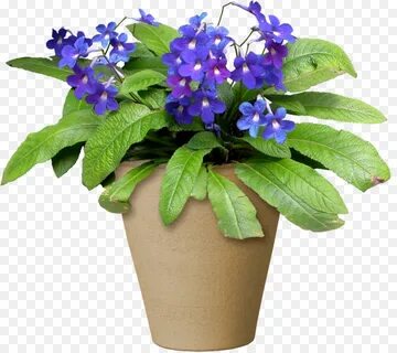 Цветы plant
