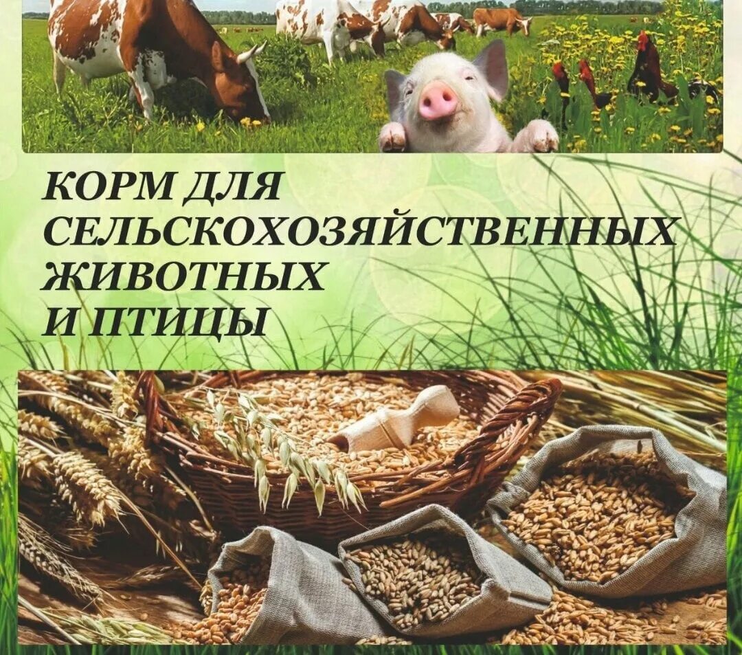 Комбикорма для сельскохозяйственных животных. Корма для сельскохозяйственных животных. корм для сельхоз животных. комбикормов для сельхоз животных. корма для сельскохозяйственных животных реклама.