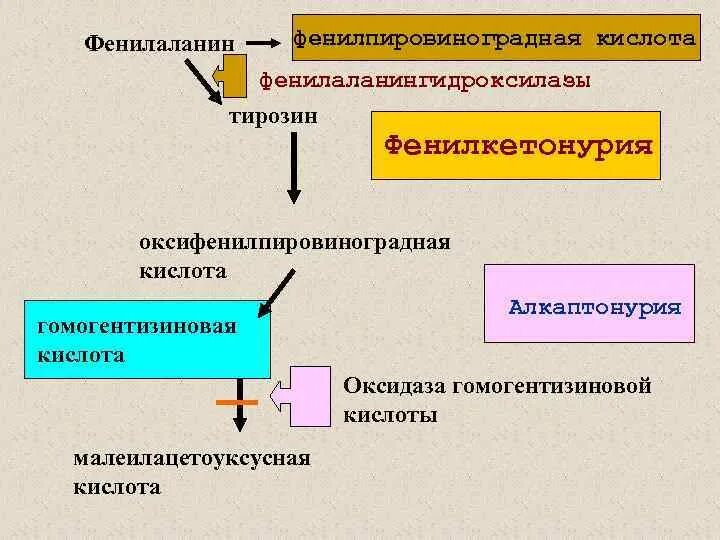 Биохимические превращения фенилаланина. Схема обмена фенилаланина и тирозина. Нарушение обмена фенилаланина и тирозина. Нарушение обмена фенилаланина и тирозина. Обмен фенилаланина и тирозина наследственные заболевания.