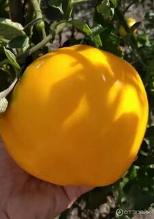 Сорт томат купола