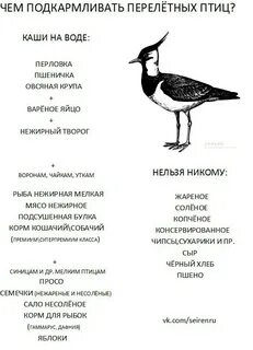 Перелетная птица минус