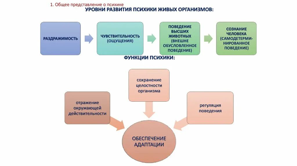 Уровни развития психики. Уровни развития психических свойств. Общее представление о психике. Уровни развития психики живых организмов.