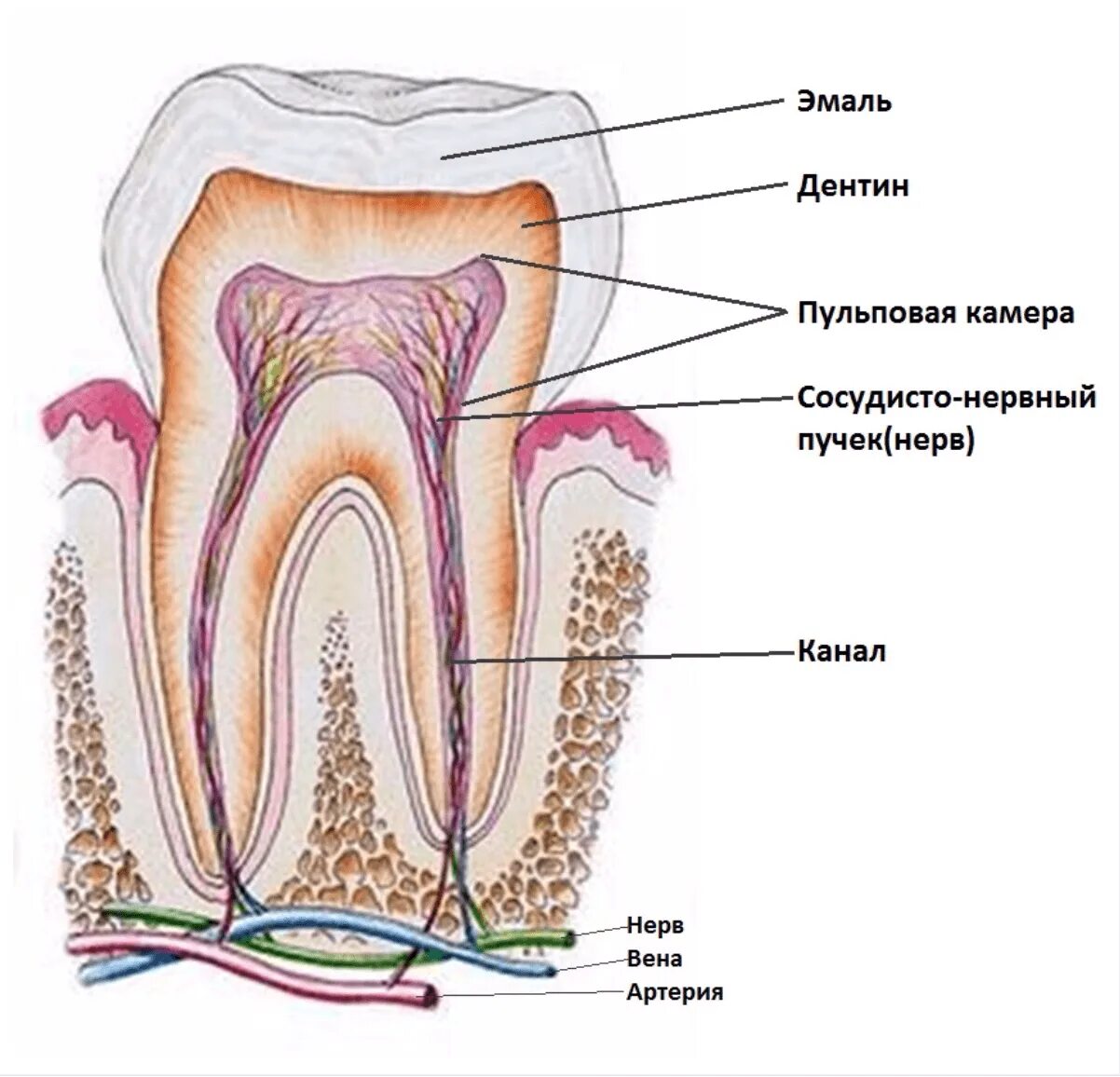 Сколько ходят с лекарством в зубе. Зубная пульпа строение зуба. Строение зуба воспаление пульпы. Пульпа зуба анатомия зуба. Строение зуба кариес пульпит.