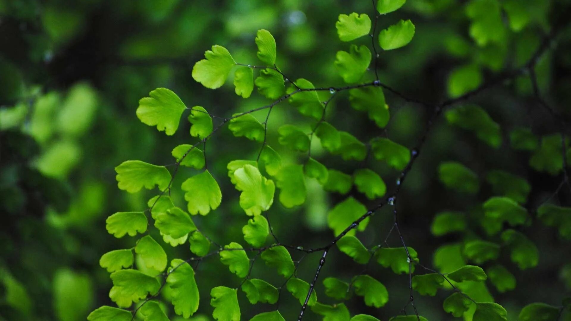 Саженец в руках. Зеленый лист. Сансевиерия ханни цветок. Plant wide. Plant wide.