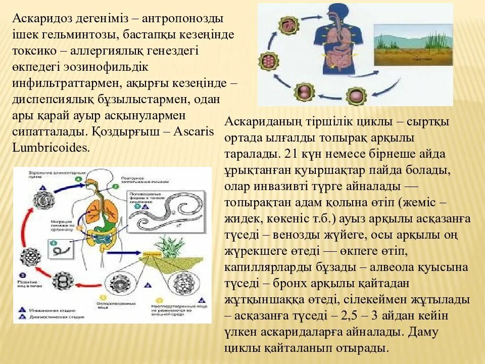 Какие продукты источник аскаридоза. Механизм заражения аскаридозом. Аскаридоз презентация. Аскаридоз промежуточный хозяин. Аскаридоз цикл жизни.