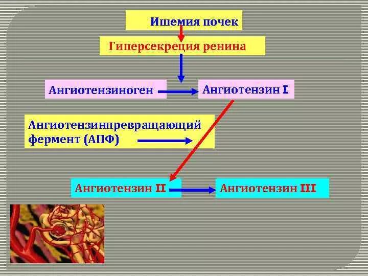 Апф фермент. Ангиотензинпреврающий фермент. Гиперсекреция ренина. Ангиотензин-превращающего. Ангиотензин конвертирующий фермент.