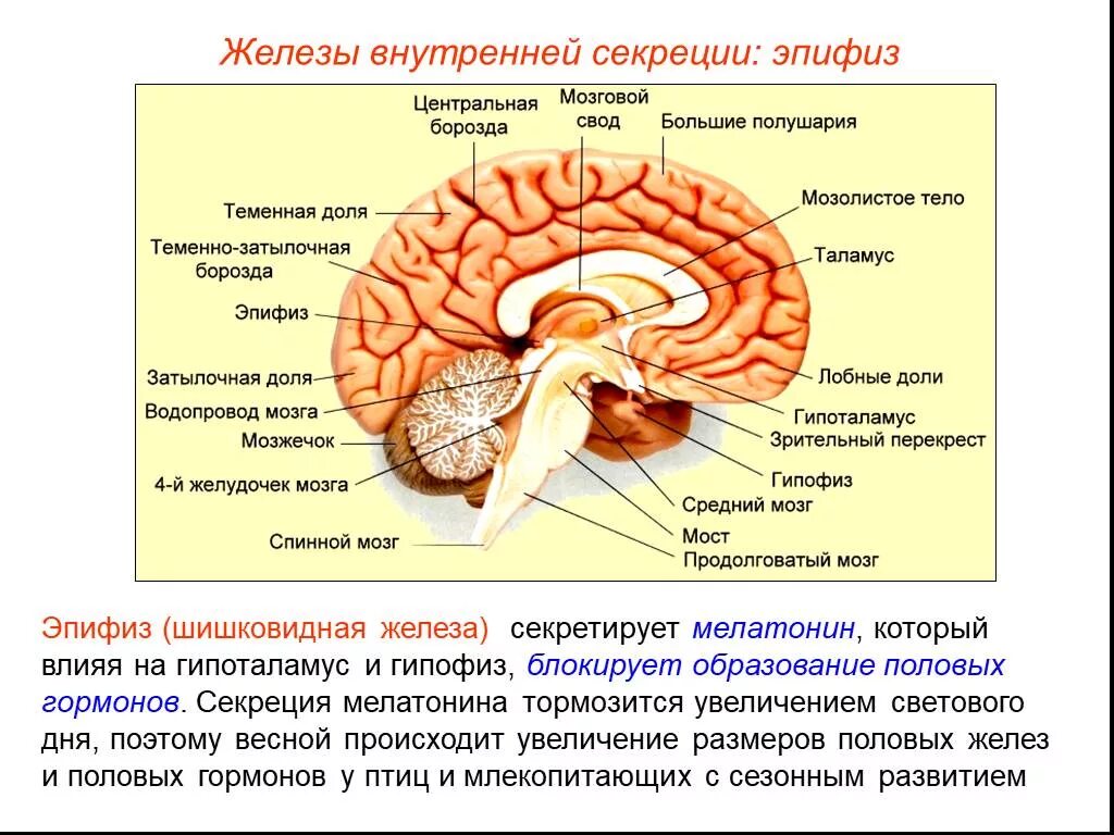 Таламус гипоталамус эпифиз. Функции отделов головного мозга эпифиз. Функции гипофиза и эпифиза таблица. Строение головного мозга эпифиз.