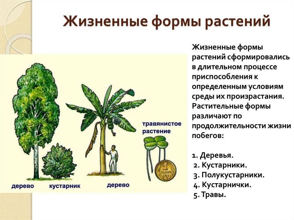 Биология продолжительности жизни. Жизненные формы растений таблица 6 класс. Жизненная форма растений таблица 5 класс по биологии. Дизненныеформ растений. Описание жизненных форм растений.