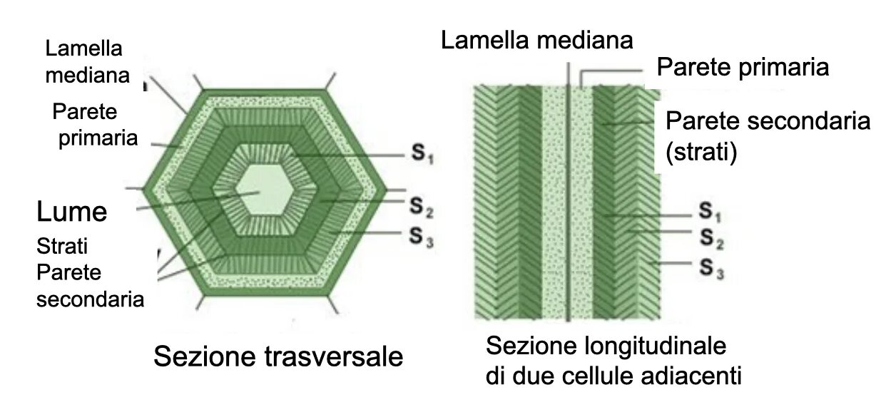 Primary Cell Wall. Plant Cell Wall, Primary, secondary. Cell Wall Primary secondary. Plant Cell Wall Types.