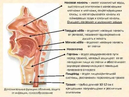 Полость иметь