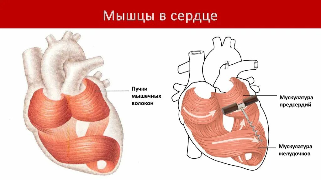 Сердечная мышца представлена тканью. Сердце и сердечная мышца. Расположение сердечной мышцы.