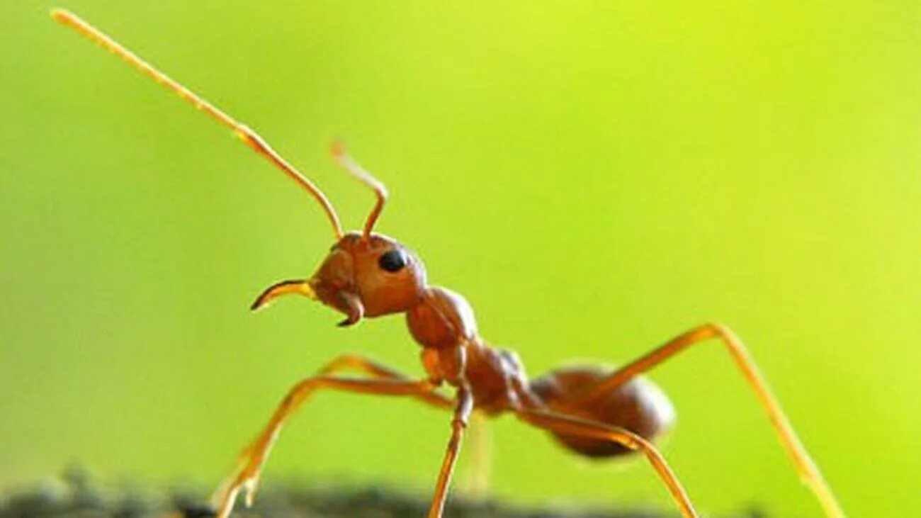 Мирмекофобия это. Мирмекофобия это. Муравьи-листорезы atta. Муравьи портные. Мирмекофил.