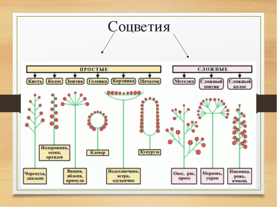 Растения города 7 класс биология конспект. Схема типов соцветий 6 класс биология. Схемы соцветий 6 класс биология. Типы соцветий 6 класс биология кисть растения. Типы соцветий 6 класс биология с примерами.