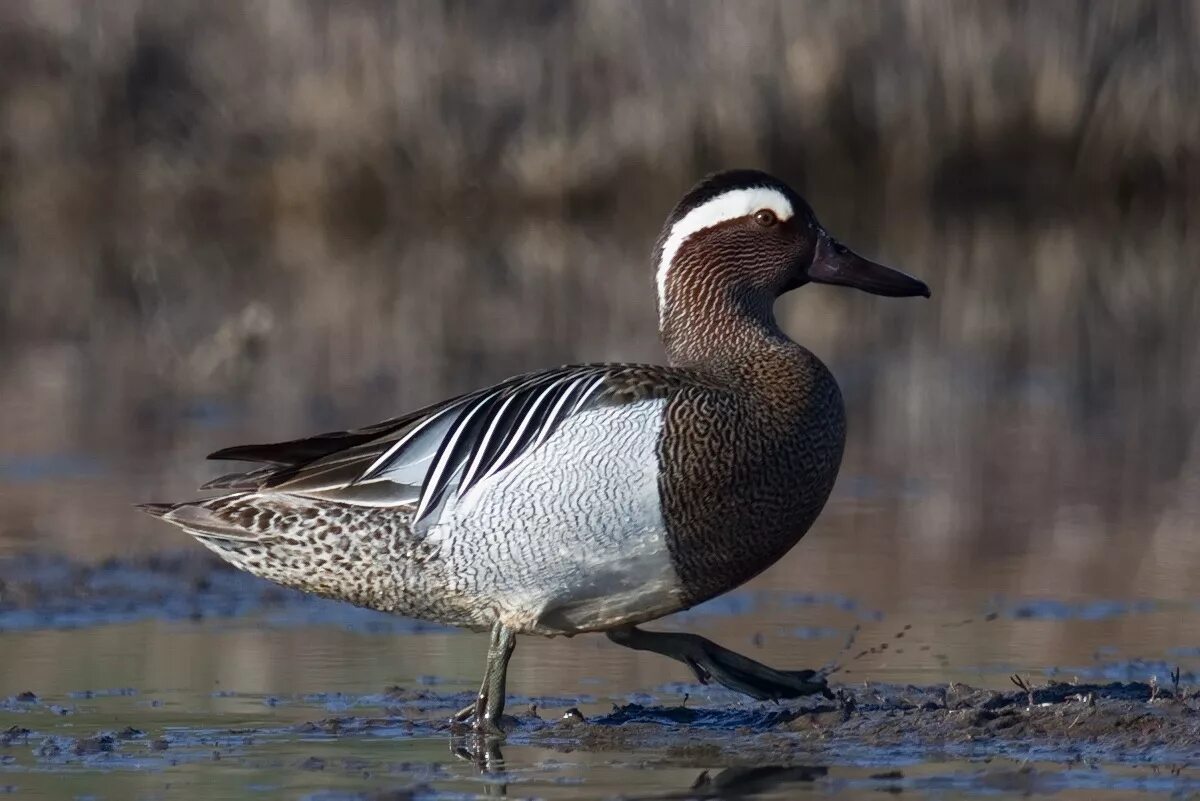 Гагарка птица. Антарктический поморник. Паффин. Северная птица семейства букв. Aleutian tern.