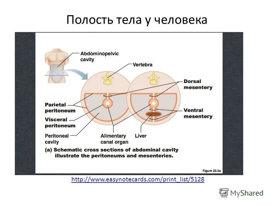 Полость тела характеристика. Полости тела простейших. полости тела человека таблица. естественные полости организма. какая полость тела у человека.