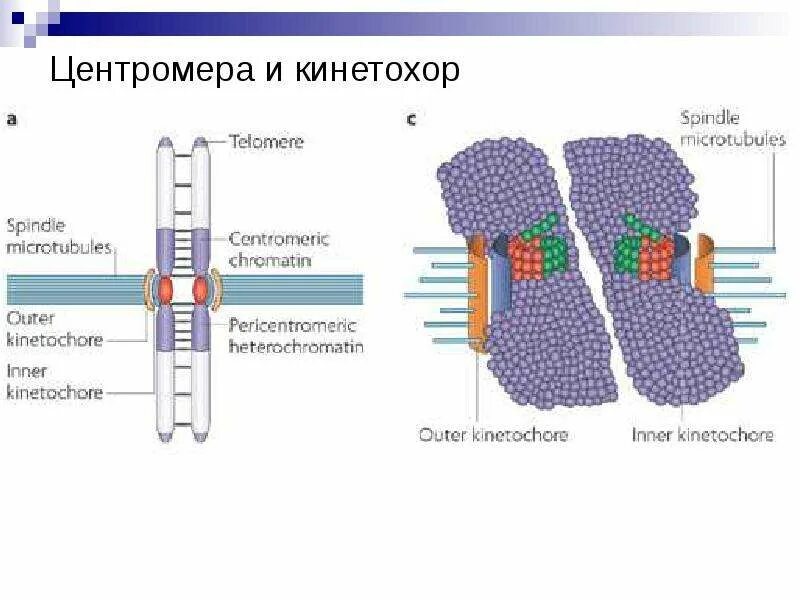 Прикрепление микротрубочек к центромерам хромосом