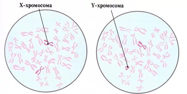 В яйцеклетке содержится 46 хромосом. Хромосомы сперматозоида. половые хромосомы сперматозоида. хромосомы яйцеклетки. хромосомы в спермограмме.