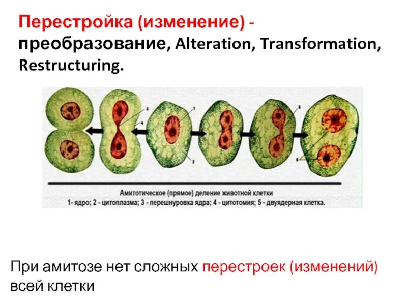 Способ деления ядер клеток. Амитоз схема. амитотическое деление клеток. амитоз в клетках печени мыши. основные этапы амитотического деления клеток.