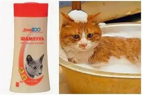 Как часто можно мыть котенка шампунем