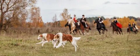 Школа послушания для борзых и гончих