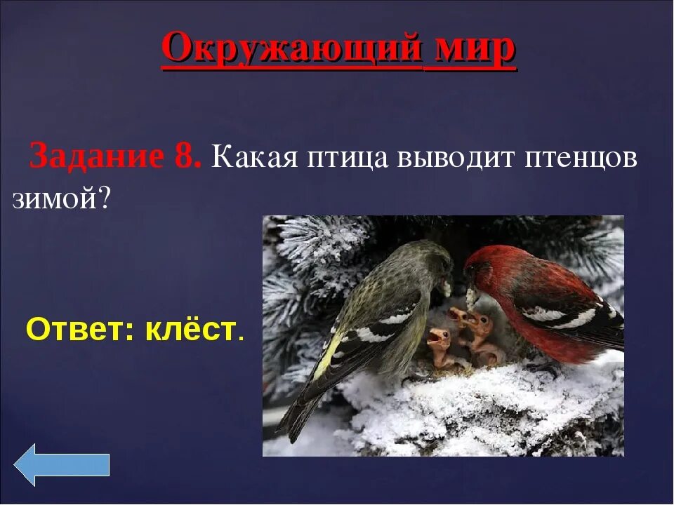 Какие птицы выводят птенцов зимой. Птица которая выводит птенцов зимой. Зимой выводят птенцов. Клест выводит птенцов зимой.