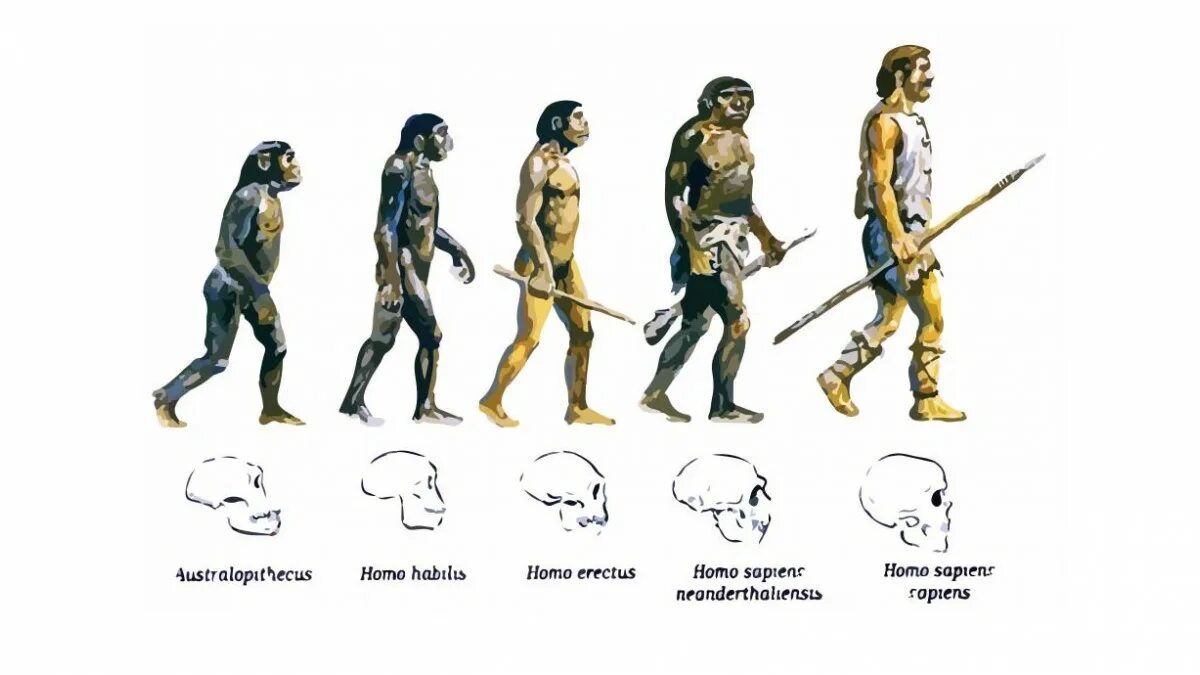 Homo латынь. Человек разумный homo sapiens. эволюция человека homo habilis. этапы эволюции человека австралопитек хомохабилес. хомо сапиенс эволюция.