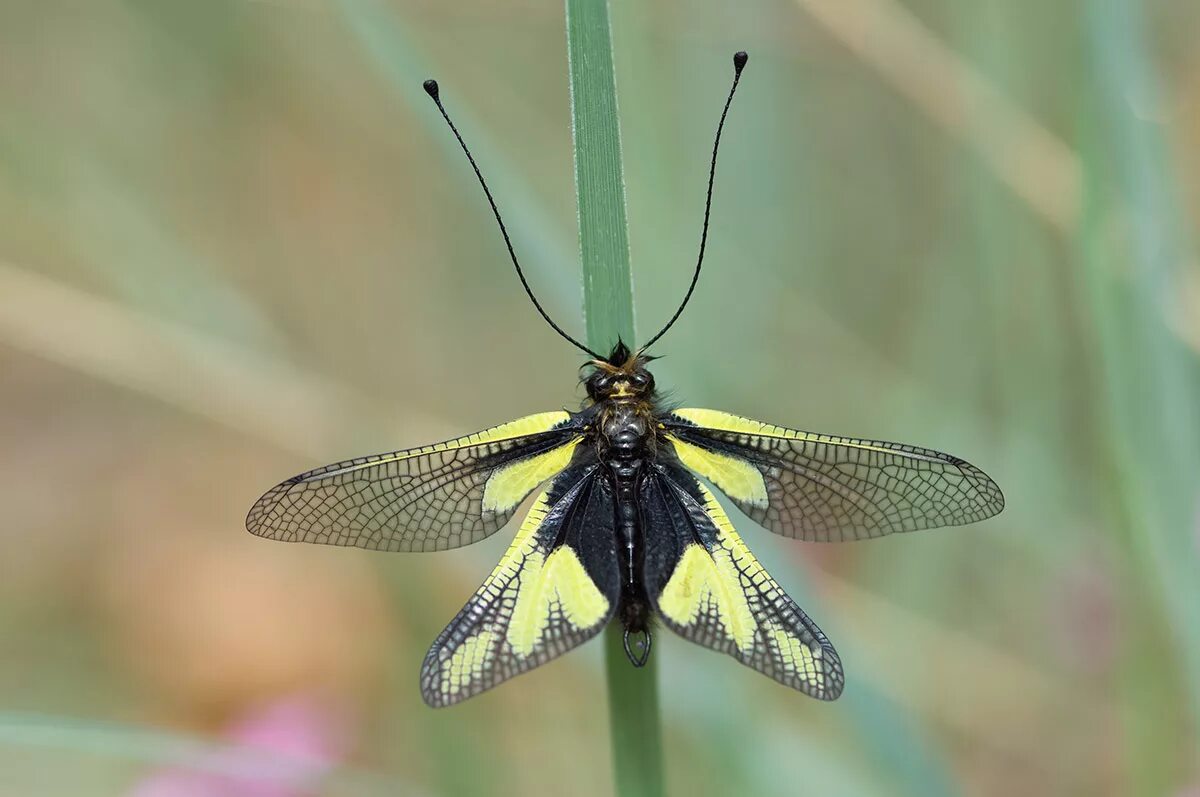 Насекомое пестрое. Аскалаф пестрый. Аскалаф Сибирский. Neuroptera сетчатокрылые. Сибирский аскалаф насекомое.